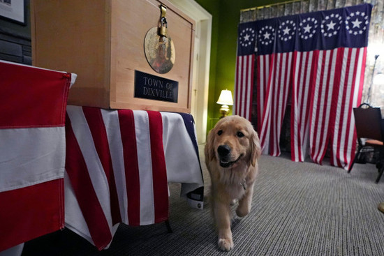 a-dog-passes-the-ballot-box-and-voting-booths-prior-to-the-midnight-vote-in-the-presidential-primary-election-monday-nov-4-2024-in-dixville-notch-n-h-ap-photocharles-krupa