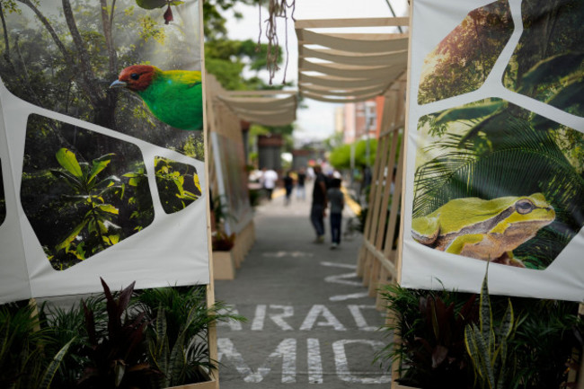 people-tour-the-green-zone-of-the-united-nations-biodiversity-conference-or-cop16-in-cali-colombia-saturday-oct-19-2024-ap-photofernando-vergara