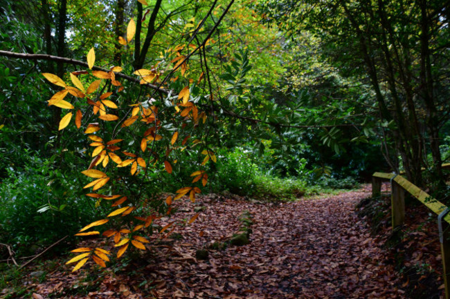 treesinthepark-woodstockarboretumandgardensinistiogecounty