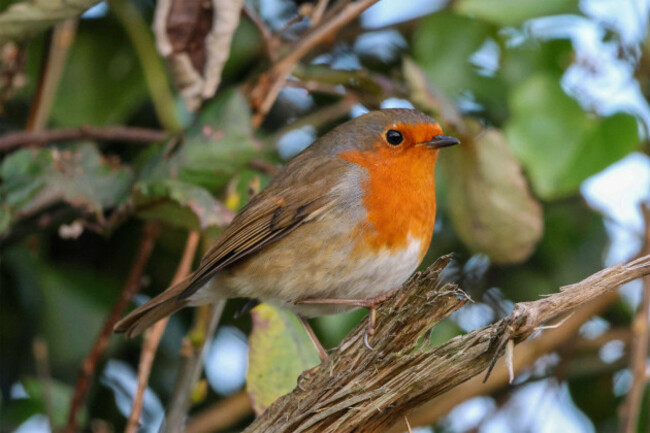 kinnego-lough-neagh-county-armagh-northern-ireland-uk-19-nov-2024-uk-weather-a-cold-day-with-northerly-airflow-in-keepeing-with-the-rest-of-the-uk-a-robin-perched-on-a-branch-credit-cazim