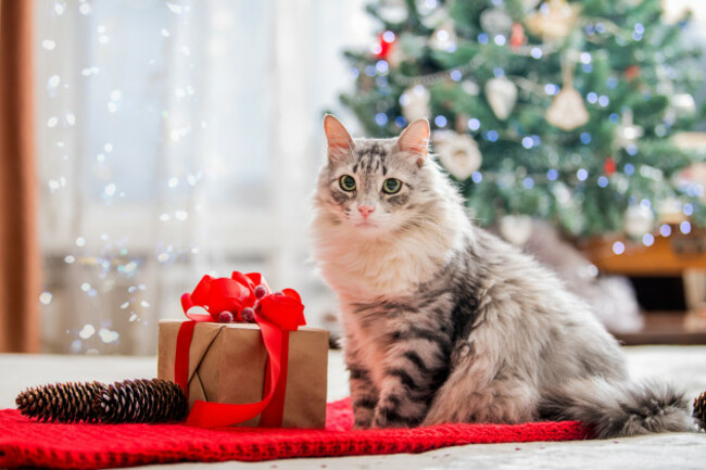 christmascat-portraitofafatfluffycatnextto