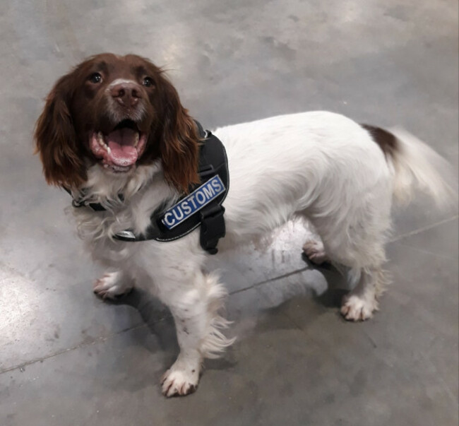 Detector Dog Sam