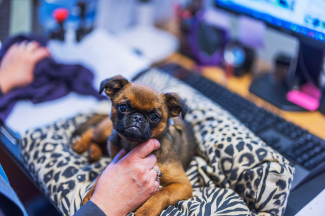 brussels-griffon-puppy-sitting-on-patterned-pillow-on-desk-while-womans-hand-gently-pets-its-chin-sweden