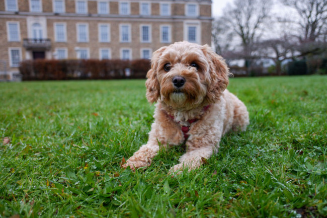 cambridge-uk-11-dec-2025-an-adorable-small-cavapoo-dog-or-puppy-sitting-in-a-park-outdoors