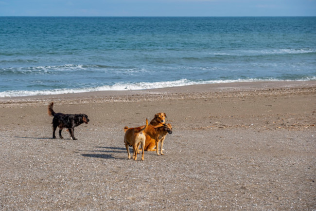 three-dogs-are-playing-on-the-beach-one-is-black-one-is-brown-and-one-is-yellow