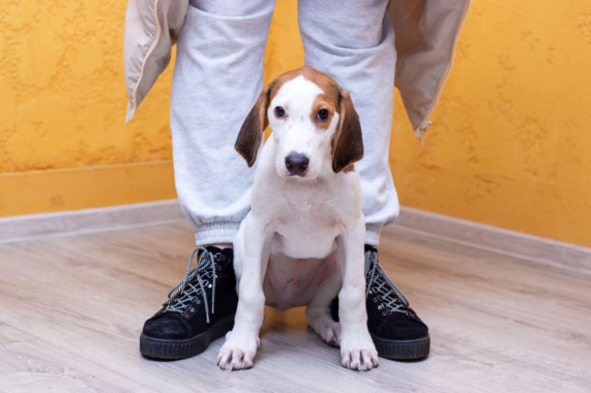 a-person-is-standing-beside-a-cute-brown-and-white-puppy-that-is-wagging-its-tail-happily-creating-a-warm-and-friendly-atmosphere