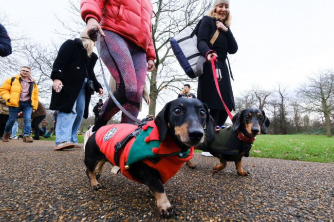 hyde-park-london-uk-15th-dec-2024-hundreds-of-dachshund-dogs-at-the-christmas-hyde-park-sausage-walk-credit-matthew-chattlealamy-live-news