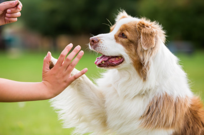 girl-gives-an-australian-shepherd-dog-high-five