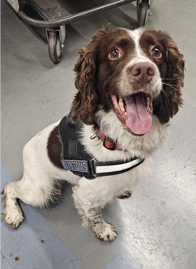 Detector Dog Enzo