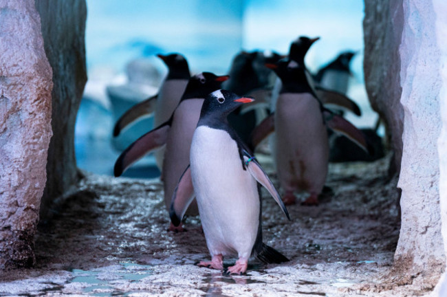 penguins-at-the-sea-life-london-aquarium-during-the-annual-count-and-clean-at-the-london-attraction-each-year-the-creature-count-and-clean-allows-staff-at-sea-life-to-check-the-overall-health-and