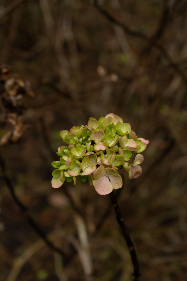 green-flowers-grow-among-lifeless-bush-in-malahide-ireland