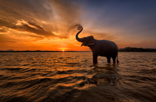 elephanttrunkupatsunsetsrilanka