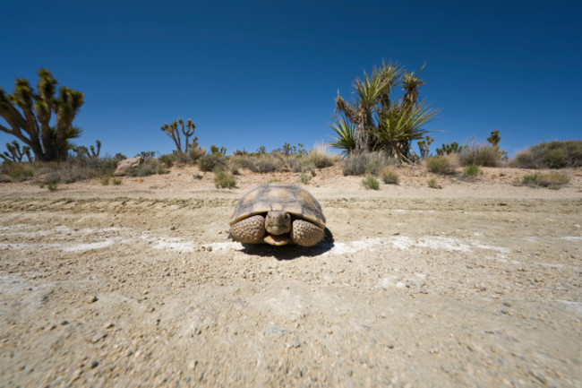 a-desert-tortoise-in-the-california-mojave-desert