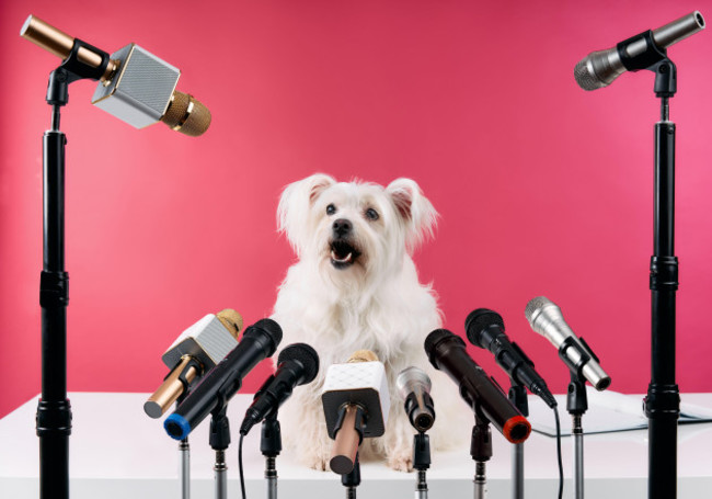 adorable-white-fluffy-dog-speaker-holds-press-conference-with-set-of-different-microphones-over-pink-background