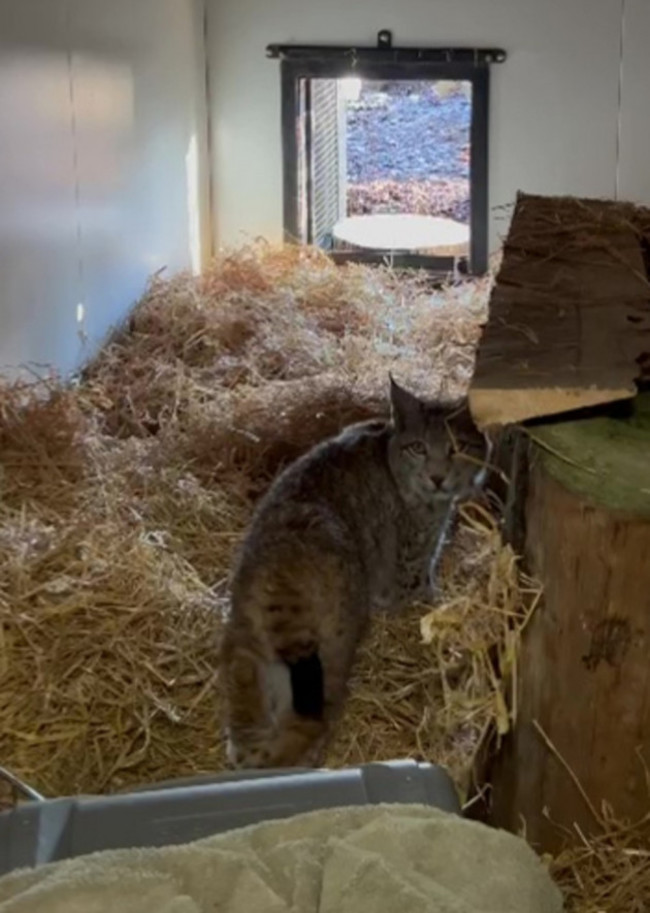 lynx scotland