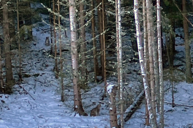 lynx-captured-in-the-highlands