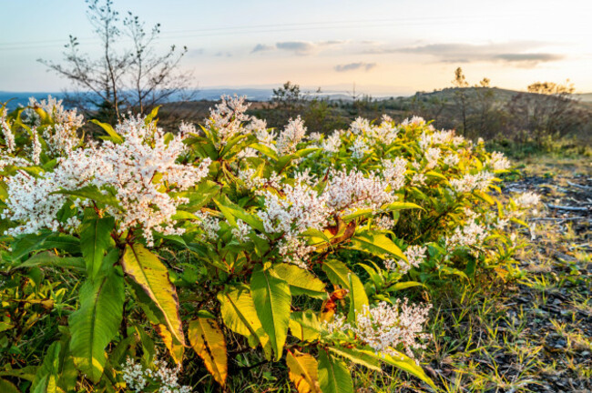 japanese-knotweed-flowering-in-county-donegal-ireland