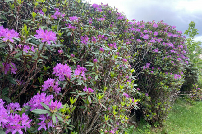 rhododendron donegal