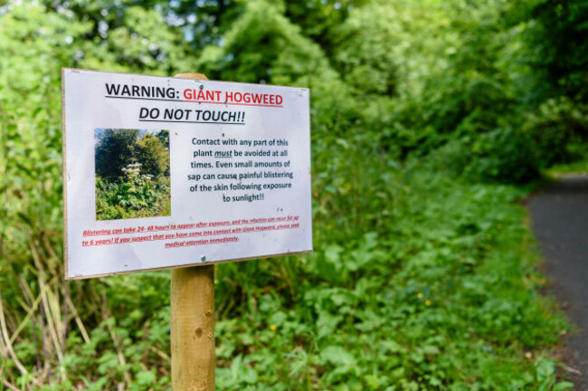 giant hogweed