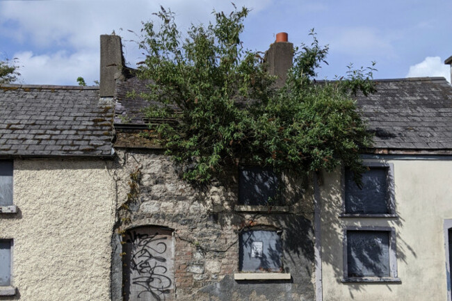 Buddelia - Carlow May 2024