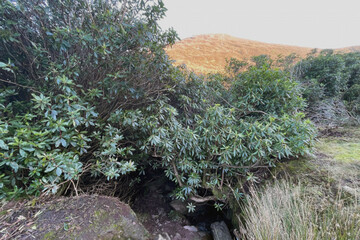 Vee Valley Rhododendrun