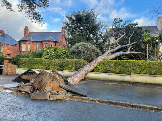 a-tree-which-has-fallen-into-a-house-and-garden-on-cyprus-avenue-in-east-belfast-residents-across-ireland-have-been-urged-to-stay-at-home-as-the-entire-island-braces-for-the-arrival-of-storm-eowyn-t