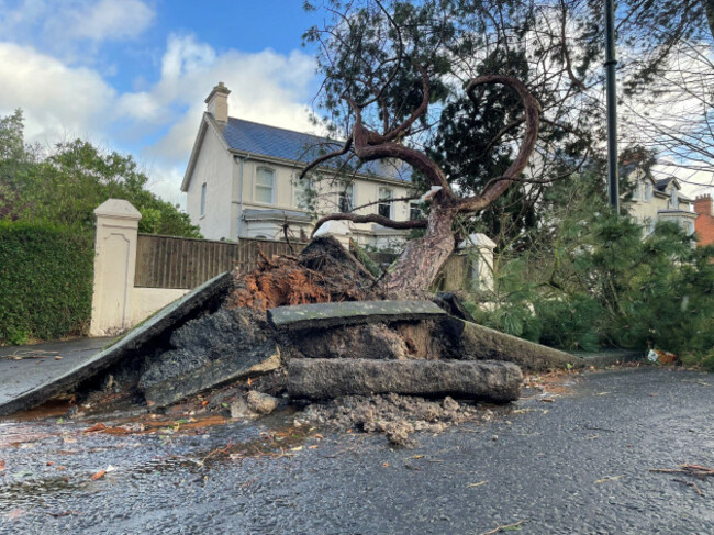 a-fallen-tree-on-cyprus-avenue-east-belfast-residents-across-ireland-have-been-urged-to-stay-at-home-as-the-entire-island-braces-for-the-arrival-of-storm-eowyn-the-top-level-red-warning-for-wind-is