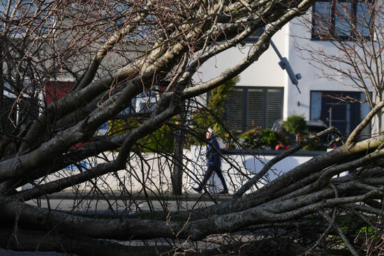 a-fallen-tree-on-grove-park-drive-in-dublin-residents-across-ireland-have-been-urged-to-stay-at-home-as-the-entire-island-braces-for-the-arrival-of-storm-eowyn-the-top-level-red-warning-for-wind-is