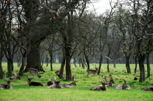 phoenix-park-dublin-deer-fallow-city-parkland-urban-recreation-space