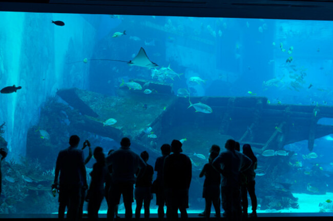 silhouette-of-people-in-front-of-huge-aquarium-with-stingray-and-fishes-on-sentosa-island-singapore