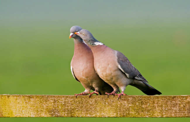 common-wood-pigeons-columba-palumbus-caress-one-another-on-wooden-fence-during-courtship-the-netherlands