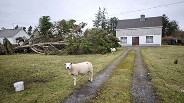 All Storm Eowyn Homes Reconnected _90721668_90721831