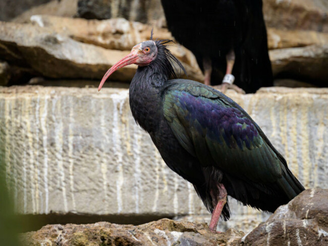 a-northern-bald-ibis-geronticus-eremita-sitting-on-a-wall-cloudy-day-in-winter-vienna-austria-austria