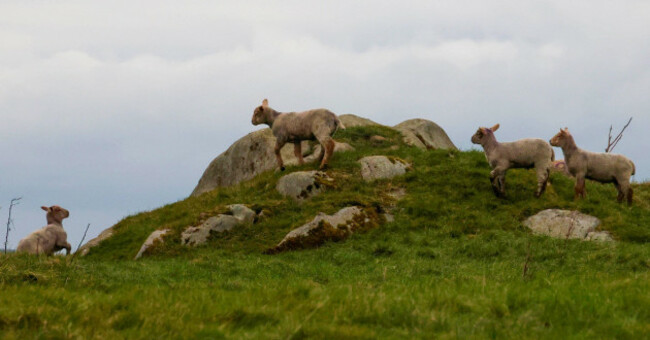 county-down-northern-ireland-uk-02-mar-2025-uk-weather-a-grey-but-mainly-dry-day-across-county-down-to-usher-in-meterological-spring-four-lambs-playing-amongst-rocks-on-a-county-down-hillside