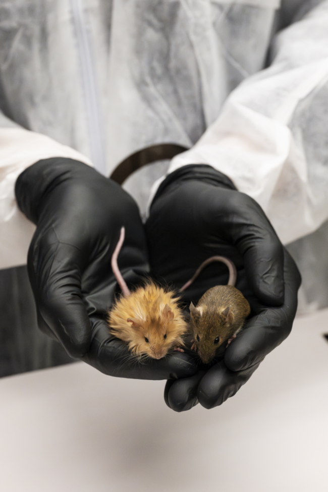 241214-Colossal-Mice-Finals-33