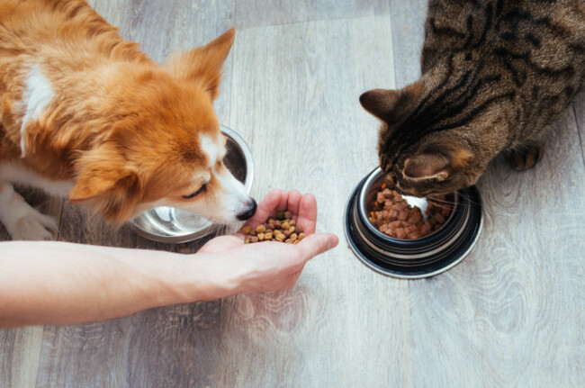 ownerpoursdryfoodtothecatanddogin