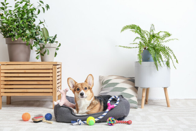 cutedogwithdifferentpetaccessoriesathome