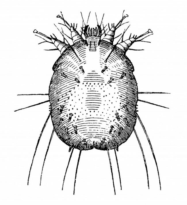 sarcoptes-scabiei-illustration-of-the-19th-century-germany-white-background