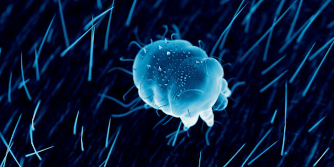 scabies-mite-on-human-skin-illustration