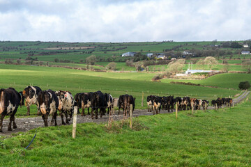 timoleague-west-cork-ireland-2nd-feb-2023-the-240-strong-herd-of-dairy-cows-belonging-to-timoleague-based-dairy-farmer-david-deasy-are-let-out-to-pasture-for-the-day-credit-ag-newsalamy-live