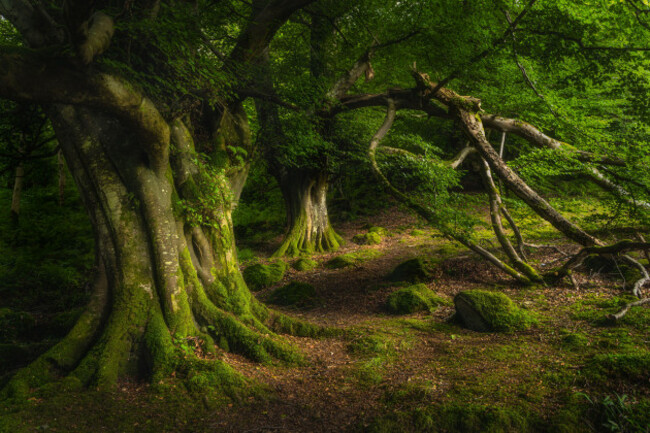 ancient-beech-covered-in-moss-and-illuminated-by-sunlight-dark-forest-glenariff-forest-park