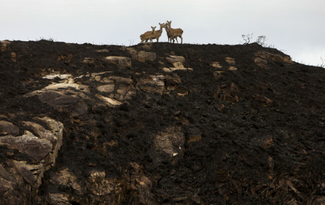 fire damage KNP 4 Hinds