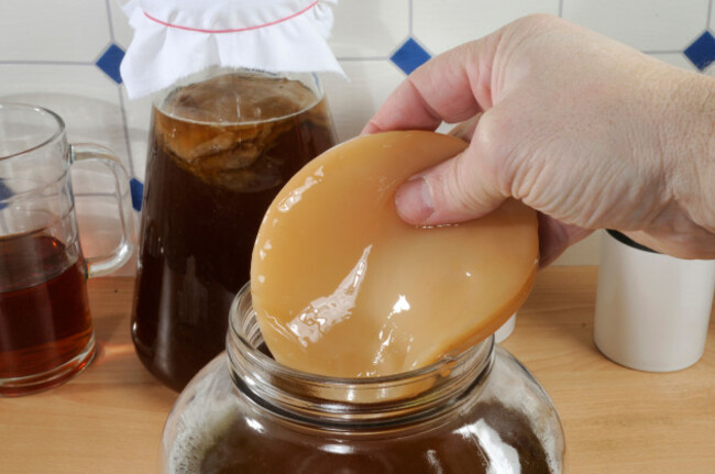 kombucha