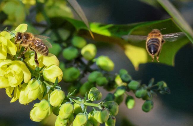 craigavon-lakes-craigavon-county-armagh-northern-ireland-uk-15-jan-2025-uk-weather-temperatures-down-about-3c-than-yesterday-but-a-beautiful-winters-day-with-blue-sky-and-long-periods-of-suns