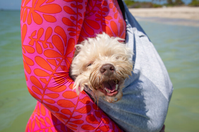 close-up-of-a-woman-standing-on-the-beach-carrying-a-white-havapoo-in-a-pet-sling-florida-usa