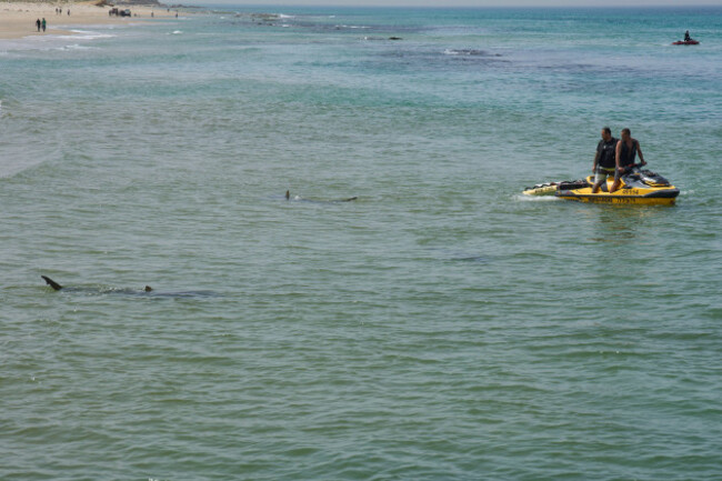 shark-swim-in-mediterranean-sea-as-israeli-police-are-looking-the-area-for-a-swimmer-who-they-fear-was-attacked-by-a-shark-on-monday-near-the-israeli-city-of-hadera-tuesday-april-22-2025-ap-phot