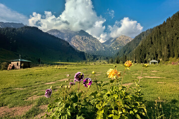 flowers-in-the-aru-valley-pahalgam-kashmir-india