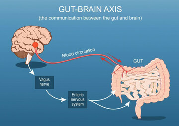 gut