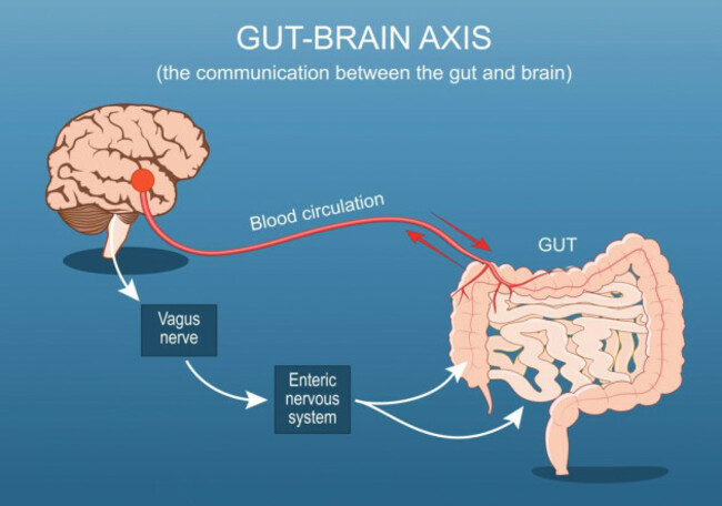 gut