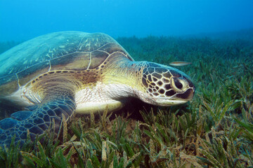 Sea Turtle 3